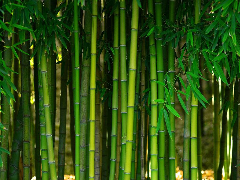 Bamboo from Choo Choo Carpets & Floor Coverings, Inc in Lane Chattanooga, TN