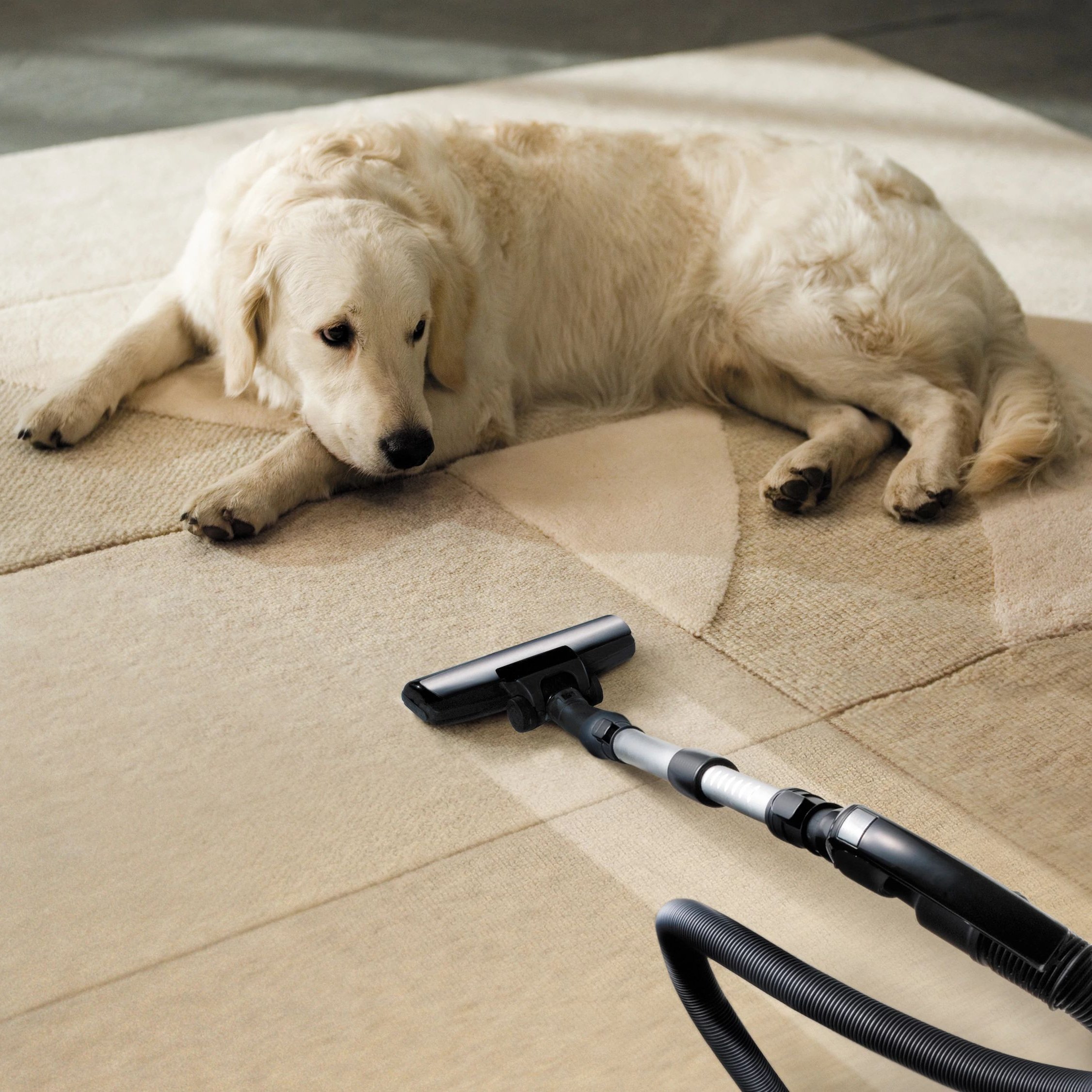 Dog on the floor from Choo Choo Carpets & Floor Coverings, Inc in Lane Chattanooga, TN